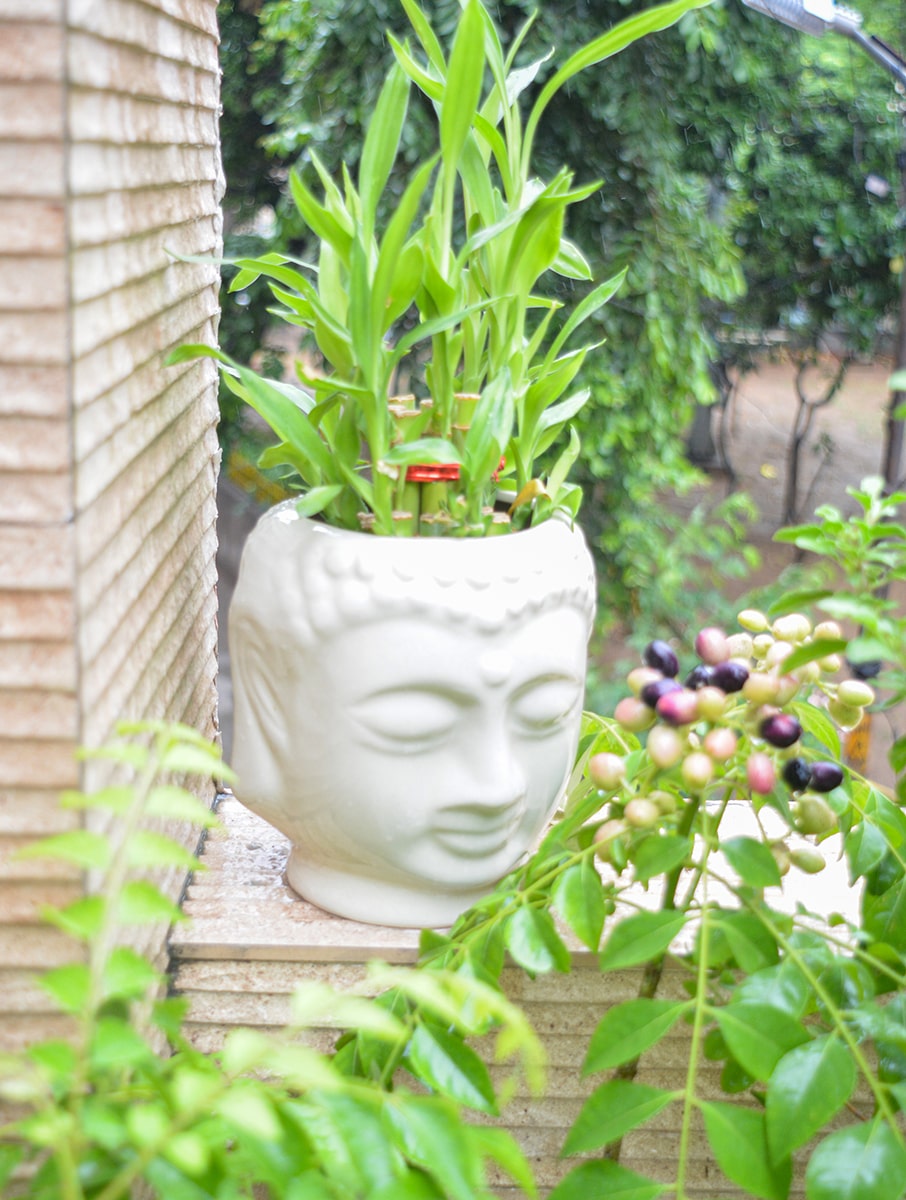 Buddha Planter